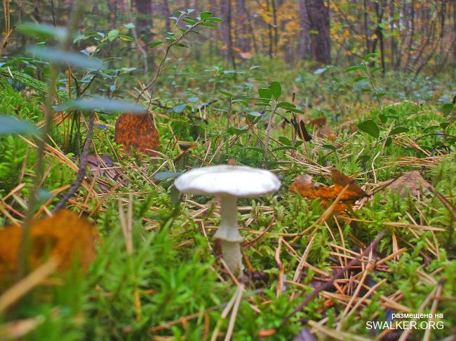 У чертей в гостях У чертей в гостях