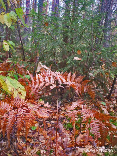 У чертей в гостях У чертей в гостях