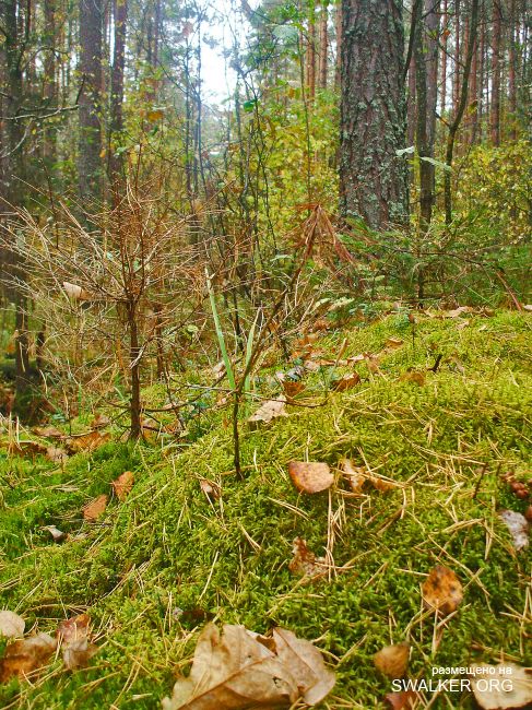 У чертей в гостях У чертей в гостях