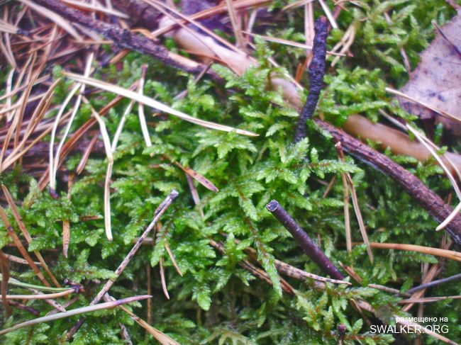 У чертей в гостях У чертей в гостях