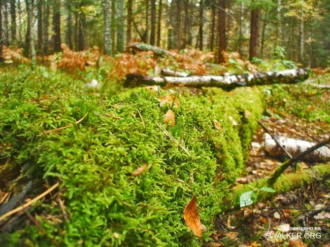 У чертей в гостях У чертей в гостях