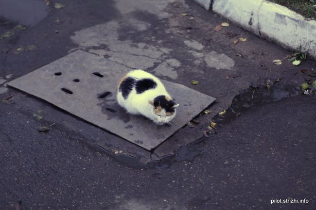 Минский завод колёсных тягачей, Беларусь
