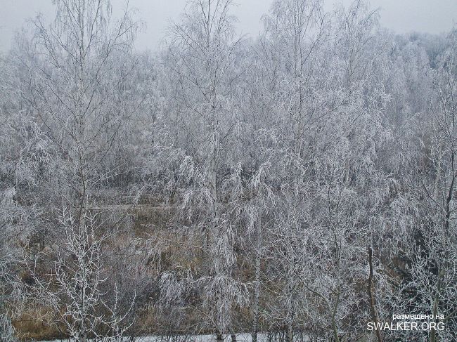 Белая Бельковская