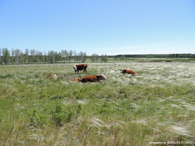 ЗАТО Локомотивный (Карталинский позиционный район) ЗАТО Локомотивный (Карталинский позиционный район)