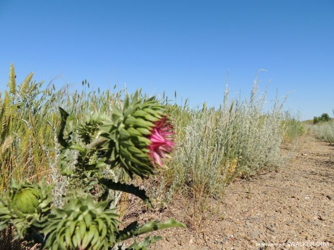 Передающий центр Ромб-1, Державинская Дивизия РВСН
