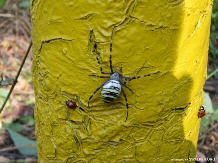 Лаборатория ядерной физики РГУ, Ростовская область