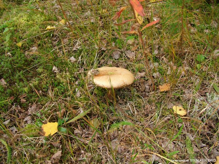 Заброшенная колония поселения, Республика Коми