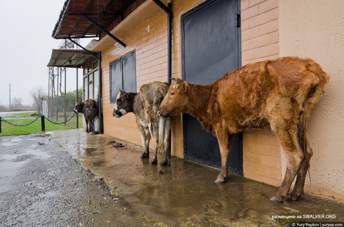 Абхазкий Сайлент Хилл, Ткварчал