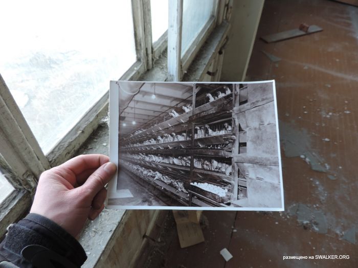 Птицефабрика Торангалык, Казакстан