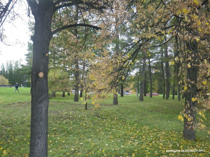 С любовью к Новосибирску. Академгородок