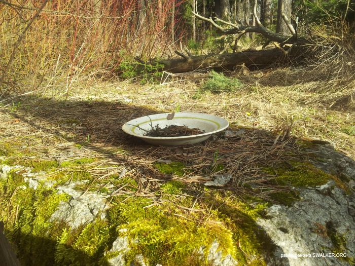 Заброшенный пионерский лагерь СОЛНЫШКО