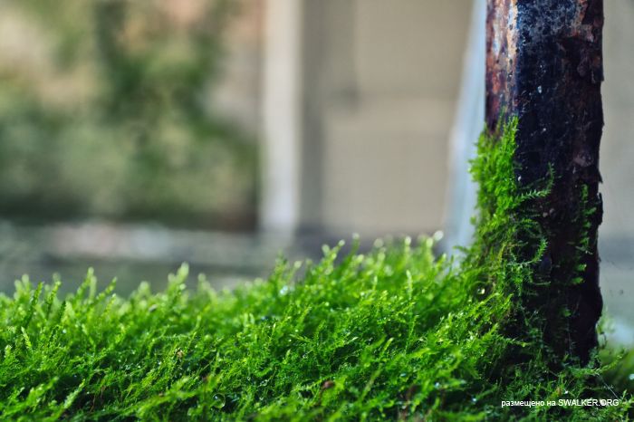 Лагерь Солнечная поляна