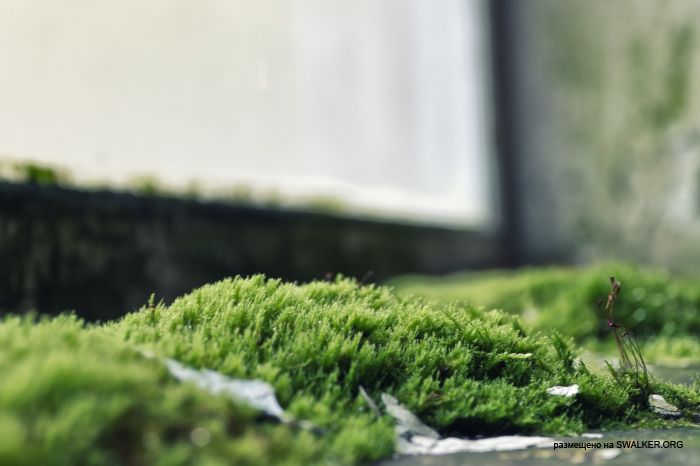 Лагерь Солнечная поляна