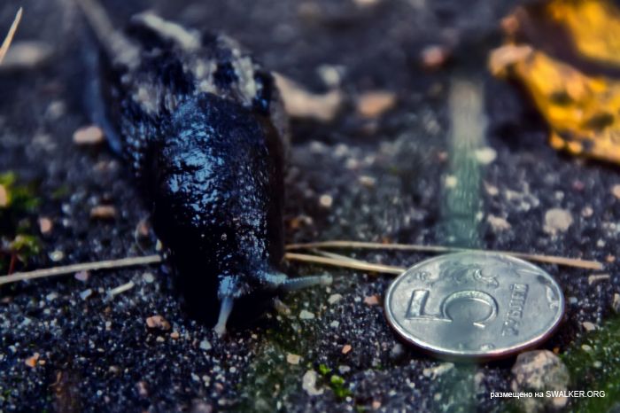 Лагерь Солнечная поляна