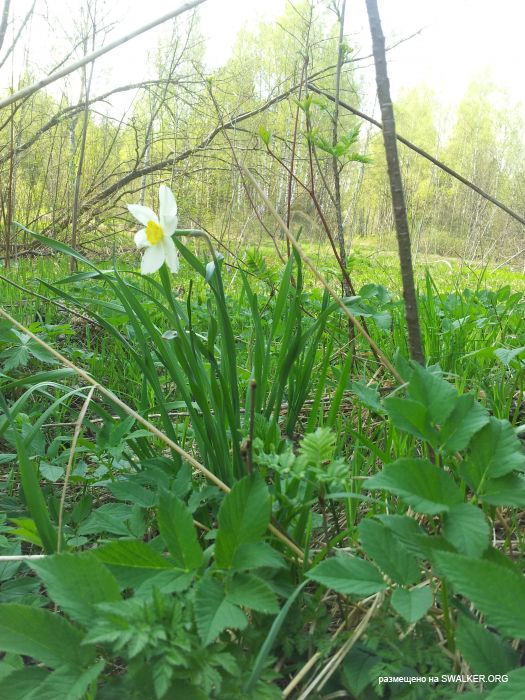 Брошенный Передающий радиоцентр, Московская область