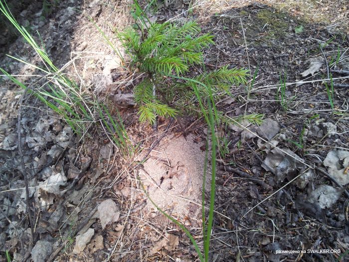 Брошенный Передающий радиоцентр, Московская область
