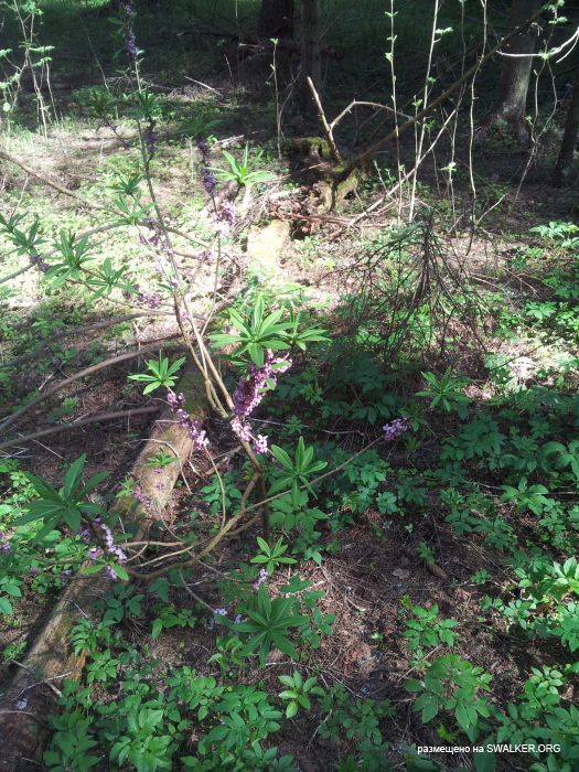 Брошенный Передающий радиоцентр, Московская область