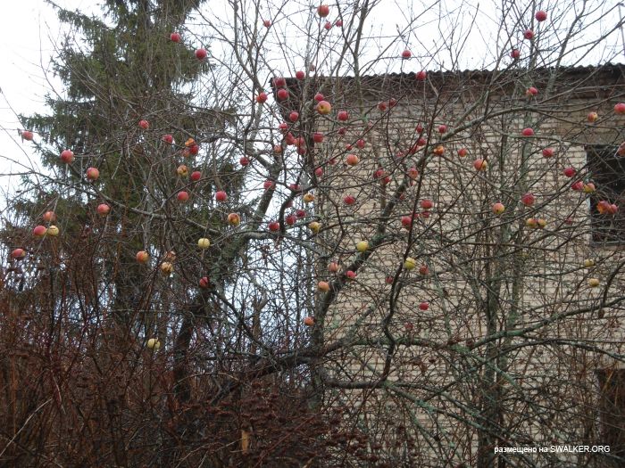 Брошенный военный городок, Московская область, часть 2 Брошенный военный городок, Московская область, часть 2