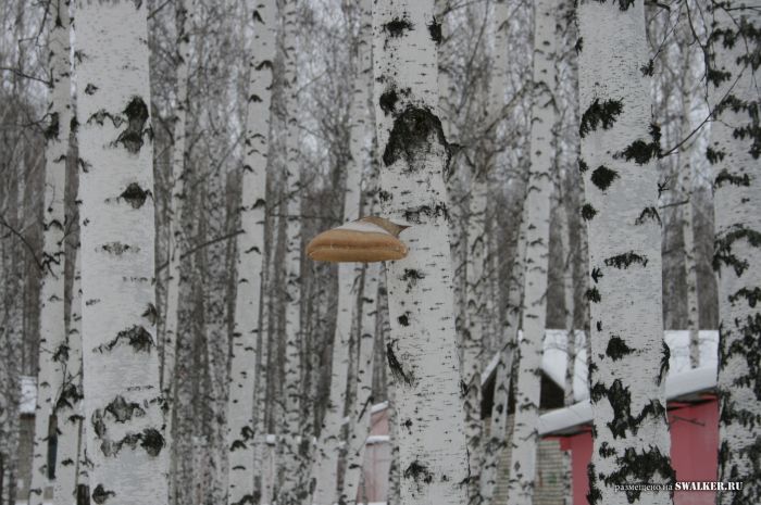 Заброшенный пионерлагерь БЕРЁЗКА, Свердловская область