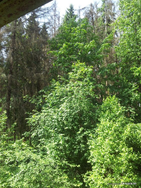 Брошенный лагерь, Московская область