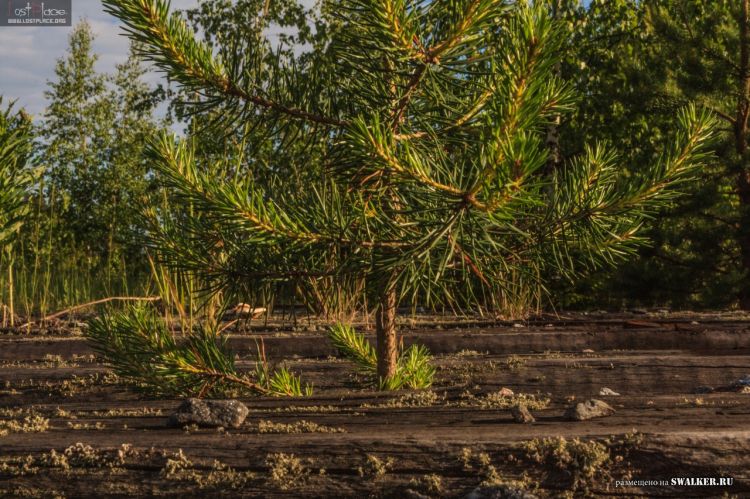 БЖРК. Костромская область. (Часть 2)