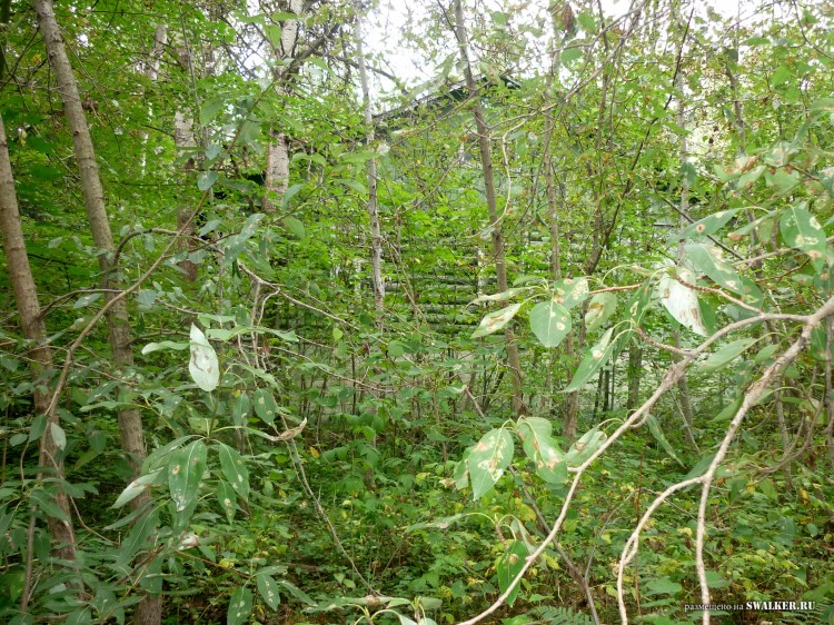 Пионерский лагерь ОГОНЁК,  Московская область