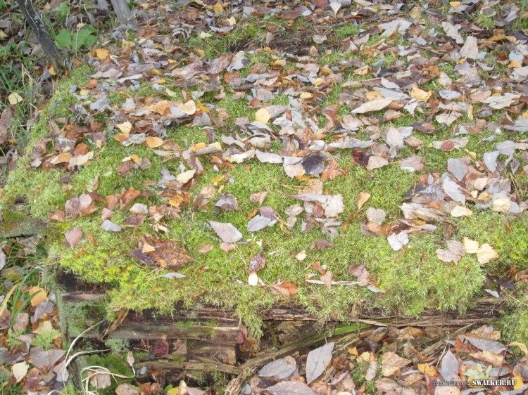 Заброшенные Детские дачи, Свердловская область