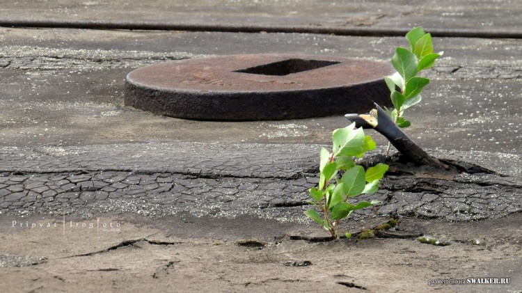 Припять - природа берет свое