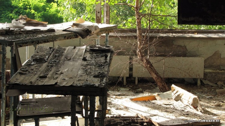 Припять - природа берет свое