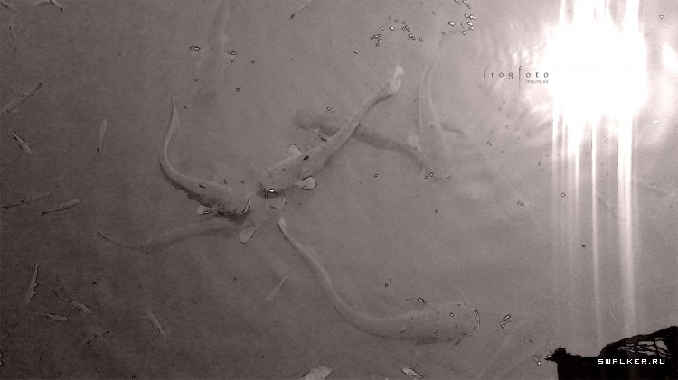 Чернобыльская зона отчуждения