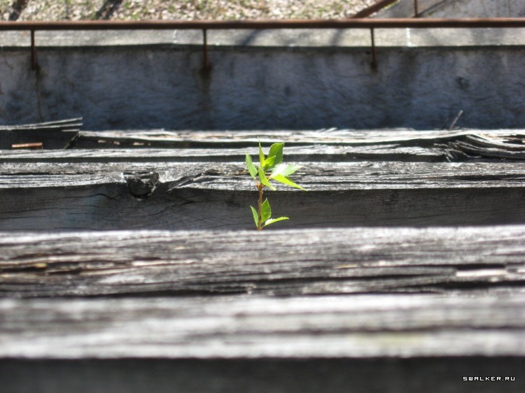 Чернобыльская зона отчуждения