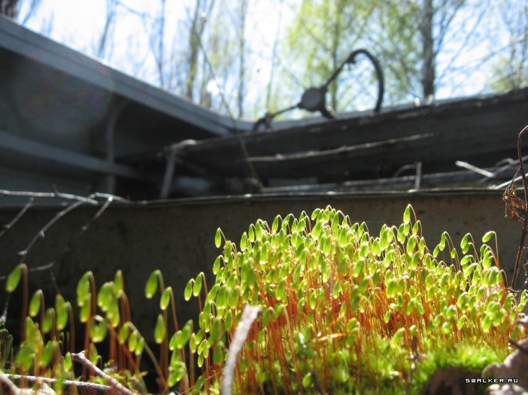 Чернобыльская зона отчуждения