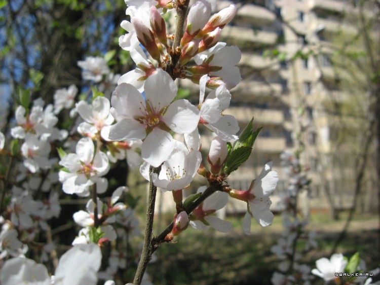 Чернобыльская зона отчуждения
