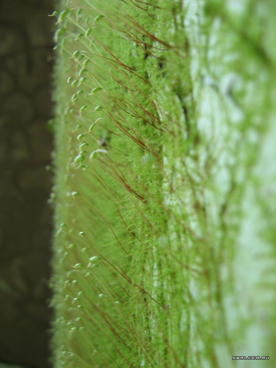 Чернобыльская зона отчуждения