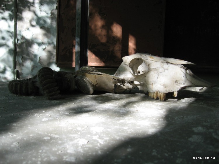 Чернобыльская зона отчуждения