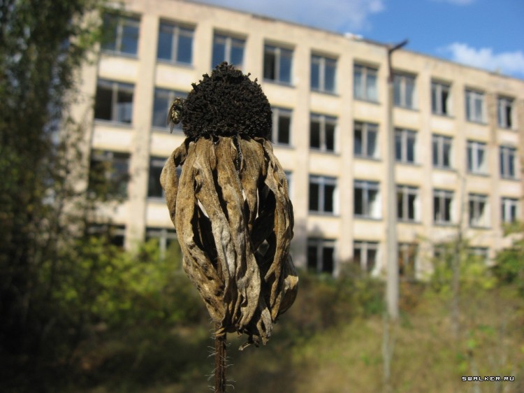 Чернобыльская зона отчуждения