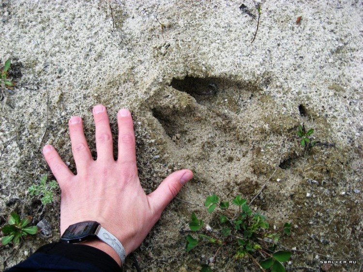 Чернобыльская зона отчуждения