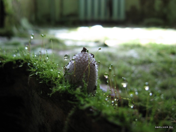 Чернобыльская зона отчуждения