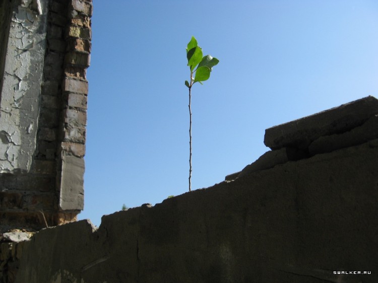 Чернобыльская зона отчуждения