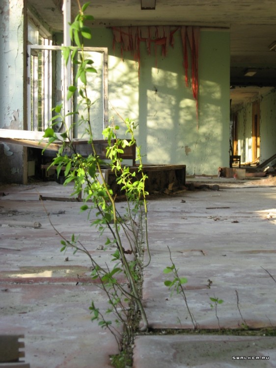 Чернобыльская зона отчуждения