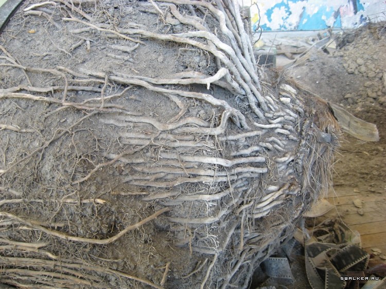 Чернобыльская зона отчуждения