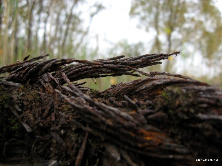 Чернобыльская зона отчуждения