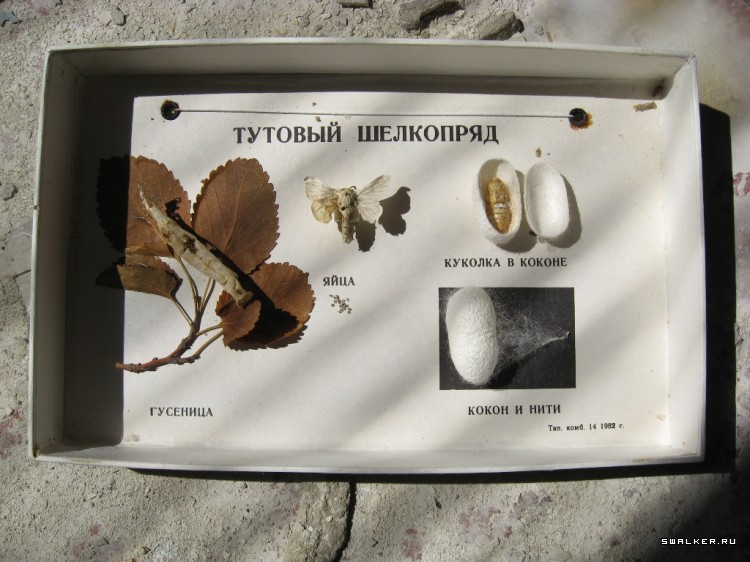 Чернобыльская зона отчуждения