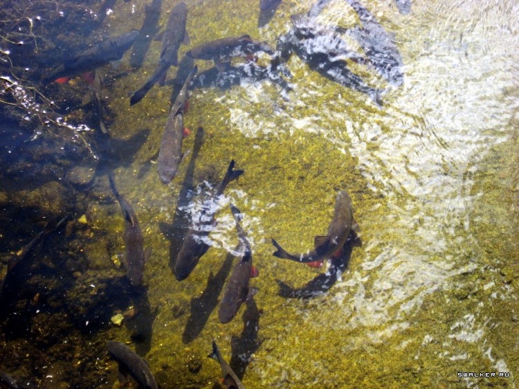 Чернобыльская зона отчуждения