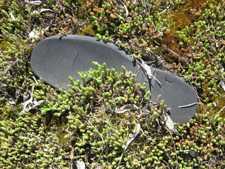 Чернобыльская зона отчуждения