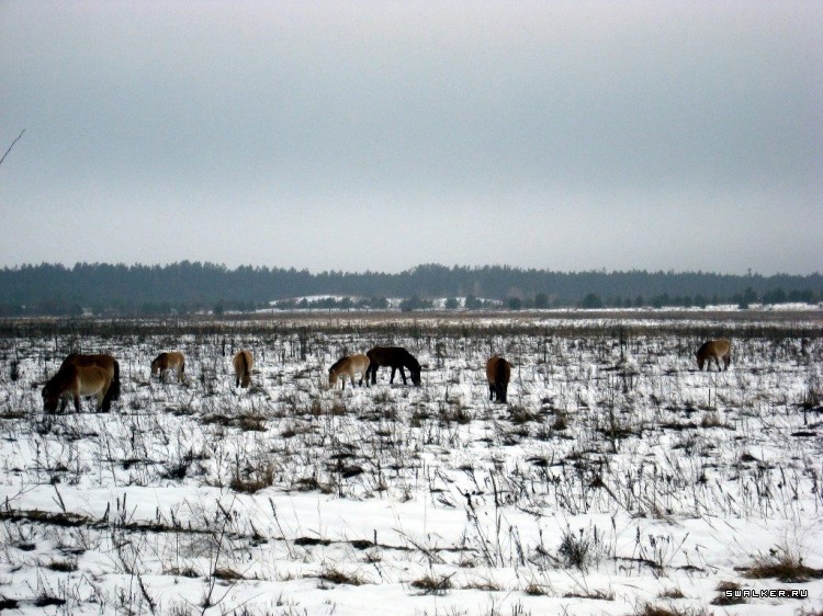 Чернобыльская зона отчуждения