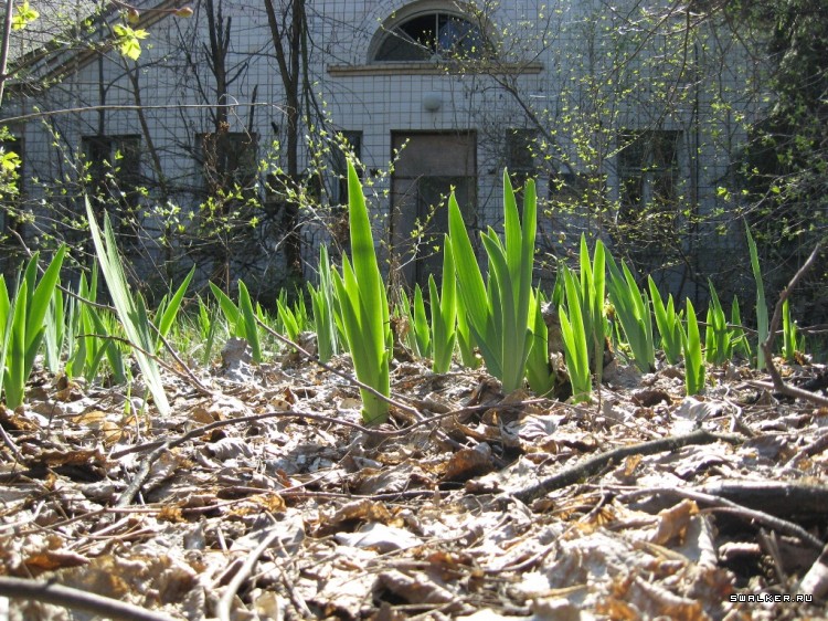 Чернобыльская зона отчуждения