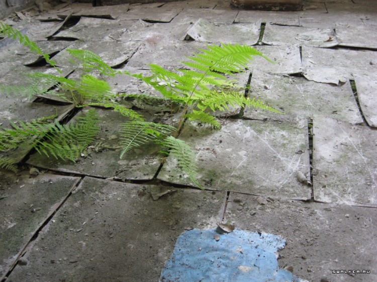 Чернобыльская зона отчуждения