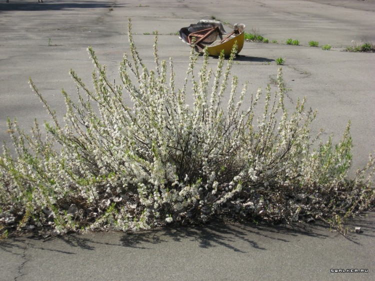 Чернобыльская зона отчуждения