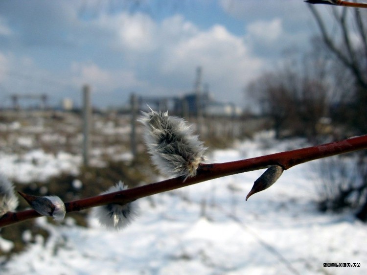 Чернобыльская зона отчуждения